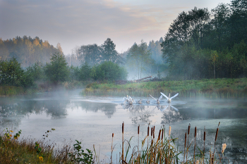 Morning in the Bialowieza Forest / -------------