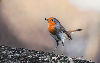 Robin / ***