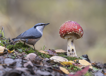 in the autumn forest / .....