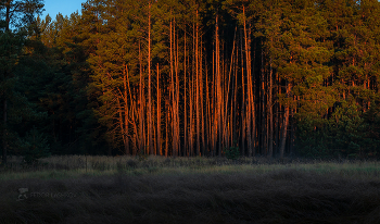 Pine forest / ***