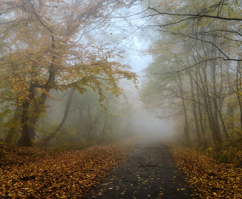 Foggy morning / ***
