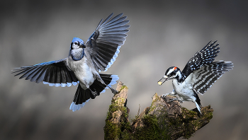 Blue Jay vs. Hairy woodpecker (male) / ***