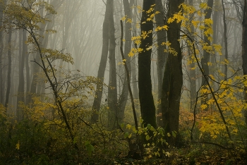 Foggy morning / ***