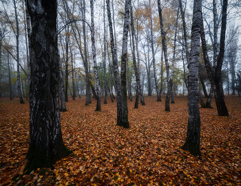 Autumn / ***