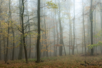 Autumn / ...