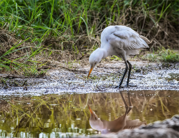 After the rain / ***