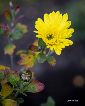 flowers in November / ***