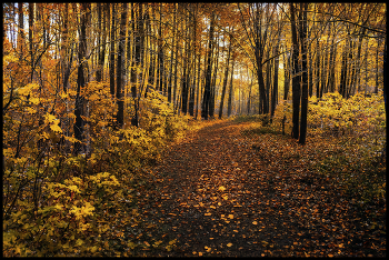 in the autumn forest / ***