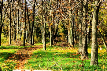 In the autumn forest ... / ***