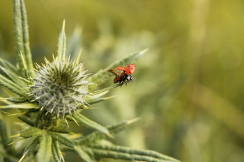 ladybug / ***