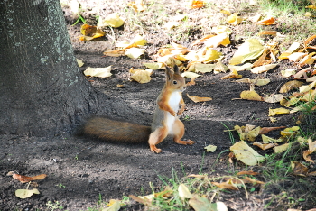 Squirrel / ***