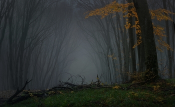 Foggy morning / ***