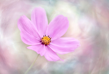 &nbsp; / flower