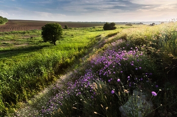 Evening in July / ***