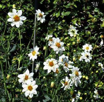 Chrysanthemums / ***