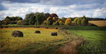 in the fields / ***
