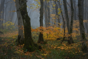 golden time / ***