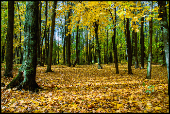 in the autumn forest / ***