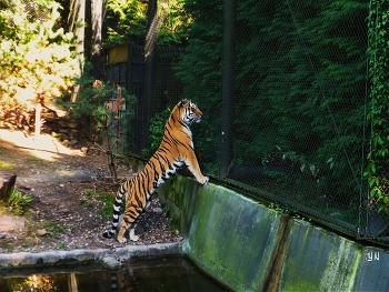 Tiger / ***