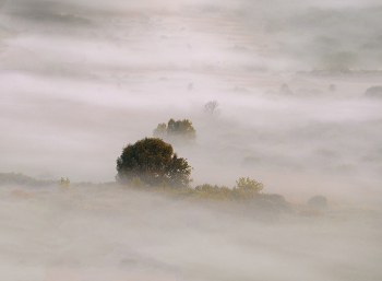 Tree in fog / ***