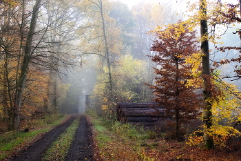 autumn color / ***