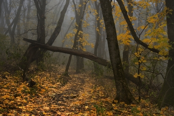Autumn trail / ***