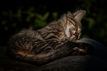 Kitten / ***