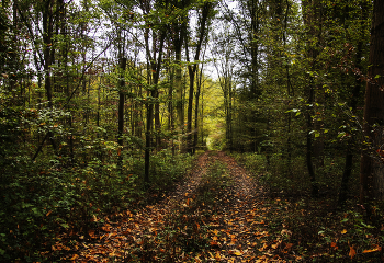 Autumn road / ***