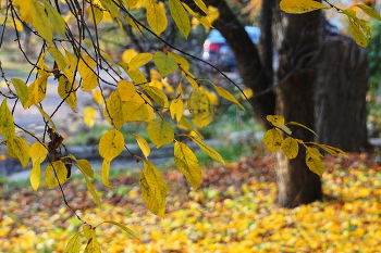 Leaf fall / ***