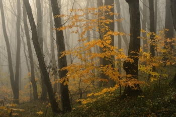 Foggy morning / ***