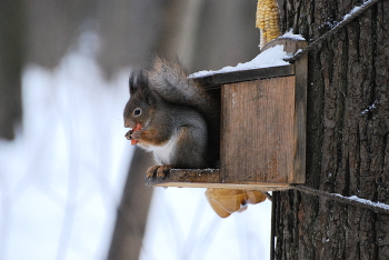 Squirrel / ***