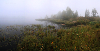 Foggy morning / ***