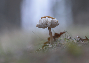 Pre-winter / .....