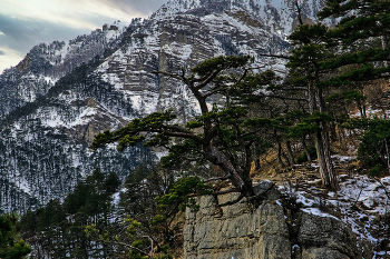 On the slopes of the Ai-Petri / ***