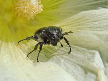 Inside the flower / ***