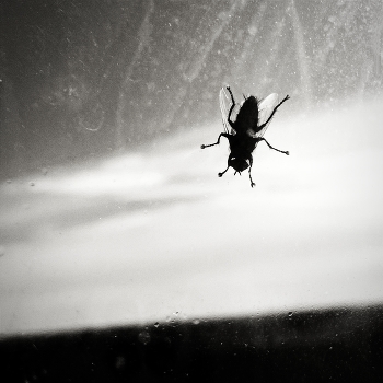 One soldier in the field / ***