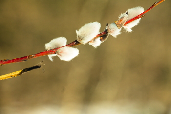 Flowering cherry / ***