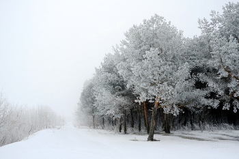 Fog and frost. / ***