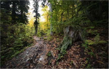 in the autumn forest / ***