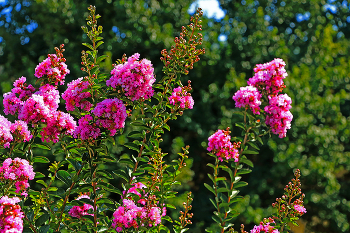 Remembering the summer ... / ***