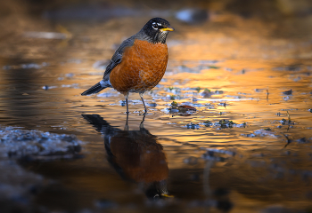 American robin (Turdus migratorius) / ***