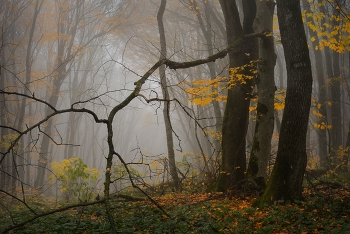 Foggy morning / ***