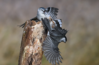 White-breasted nuthatch vs. Black-capped chickadee / White-breasted nuthatch vs. Black-capped chickadee