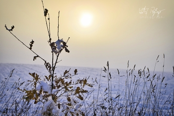 Alles ist erforen / Winterlandschaft mit einem Strauch