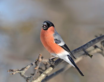 Bullfinch / ***