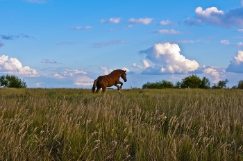 In the wild / ***