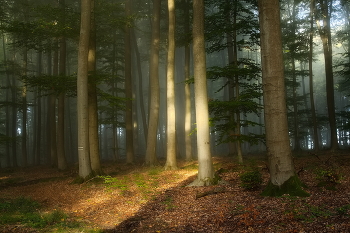 Ray of sunshine / ***