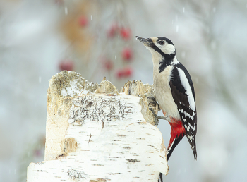 Great Spotted Woodpecker / .....