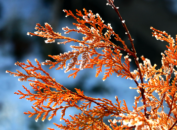 Winter lace / ***