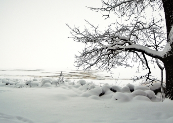 Snowy silence / ***